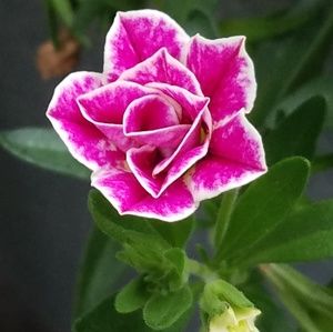 Meet your Posher, Darlene